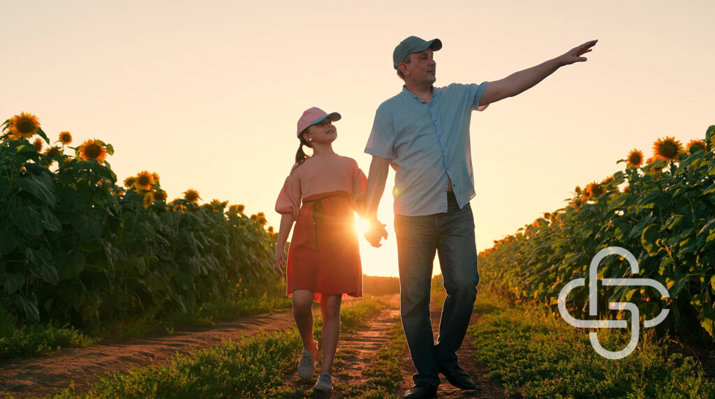 Man walking with young girl through sunflower fields at sunset